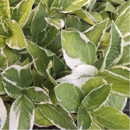 Variegated Hydrangea Maculata macrophylla Mariesii Variegata 1 Plants White Lacecap